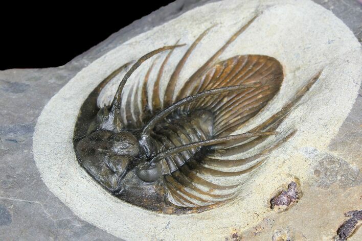 Spiny Kolihapeltis Trilobite - Rare Species #92930
